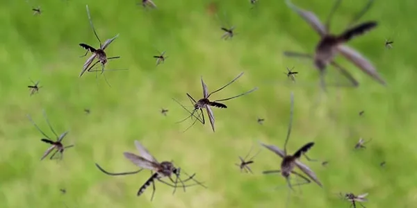 mosquito